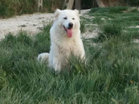 abruzzese shepherd dog